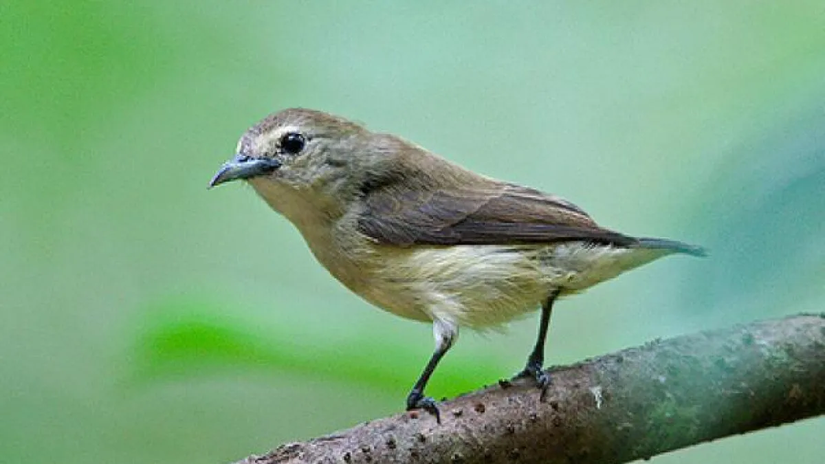 Chim Sâu Bay Vào Nhà Đánh Con Gì Thắng Lớn?