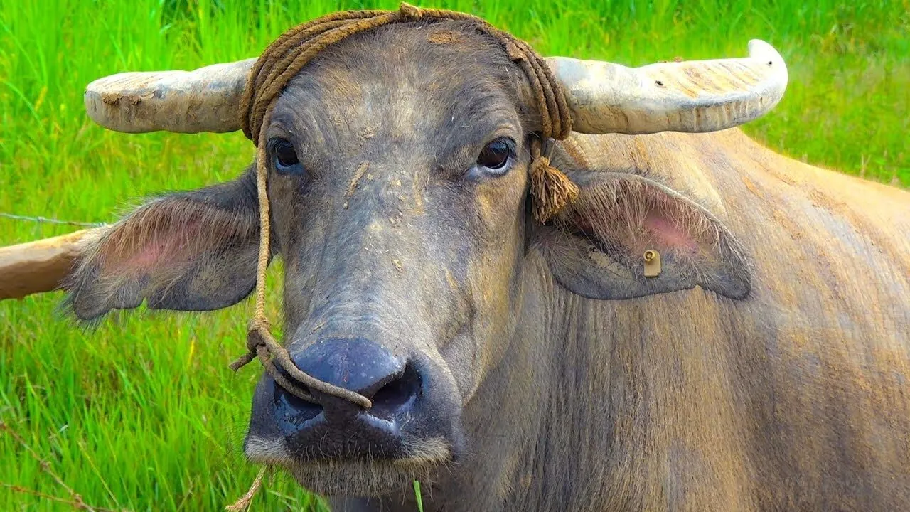 Mơ thấy trâu đánh đề con gì thắng lớn?