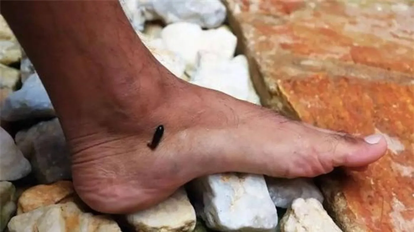 Nằm mơ thấy đỉa bám vào chân đánh con gì thắng lớn?