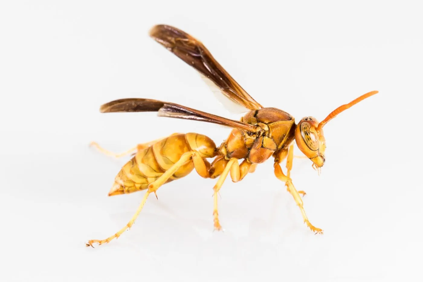 Nằm mơ thấy ong đánh con gì thắng lớn?