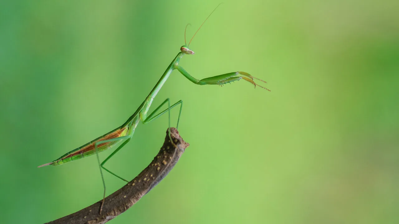 Con bọ ngựa số mấy đánh con gì thắng lớn?