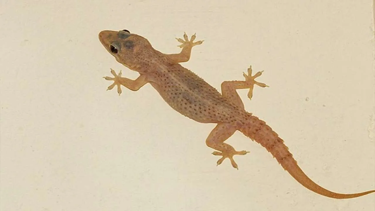 Thằn lằn đánh số mấy? Bật mí kinh nghiệm chơi “bách phát bách trúng”