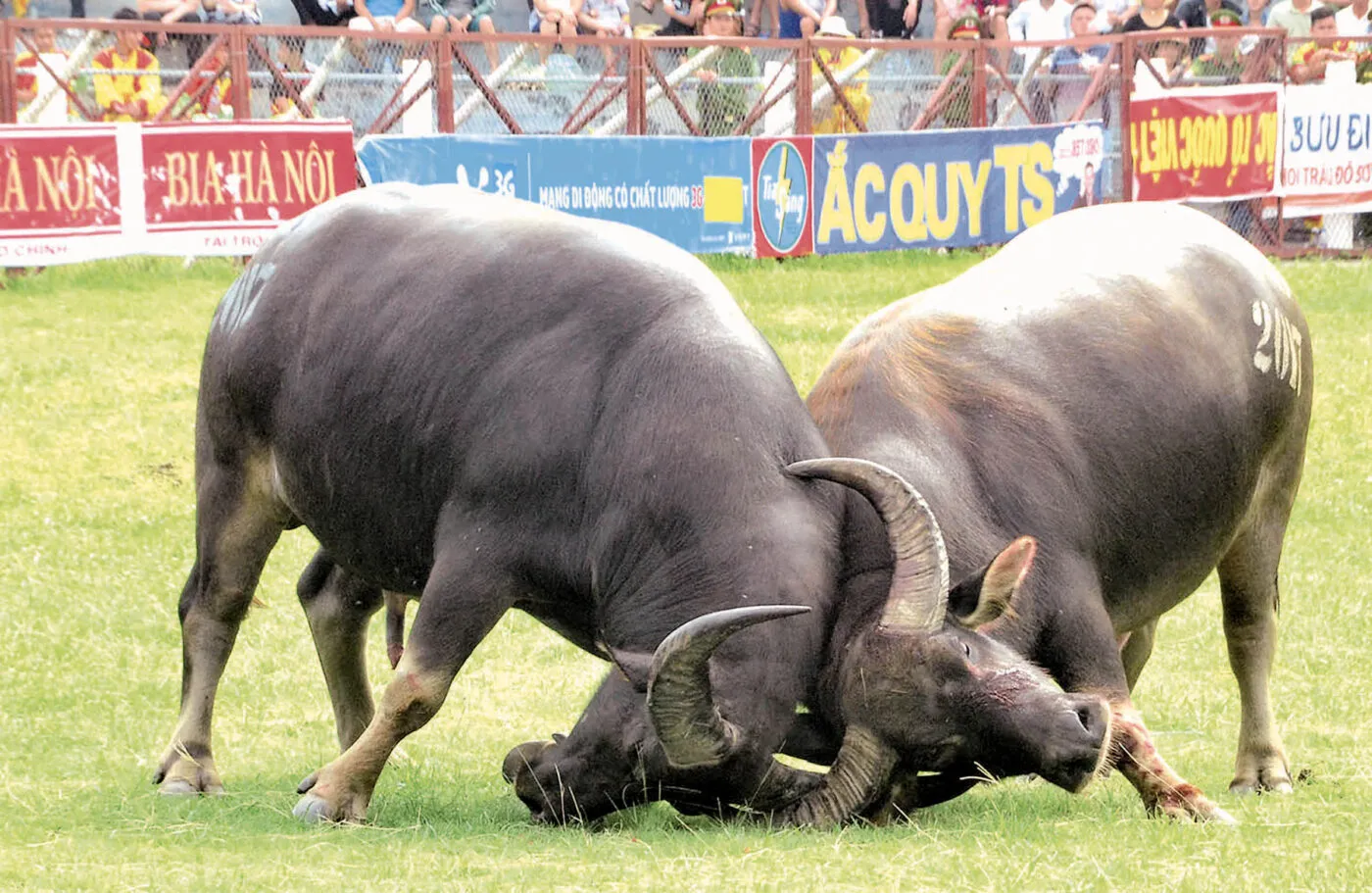 Mơ thấy trâu húc nhau đánh con gì thắng lớn?