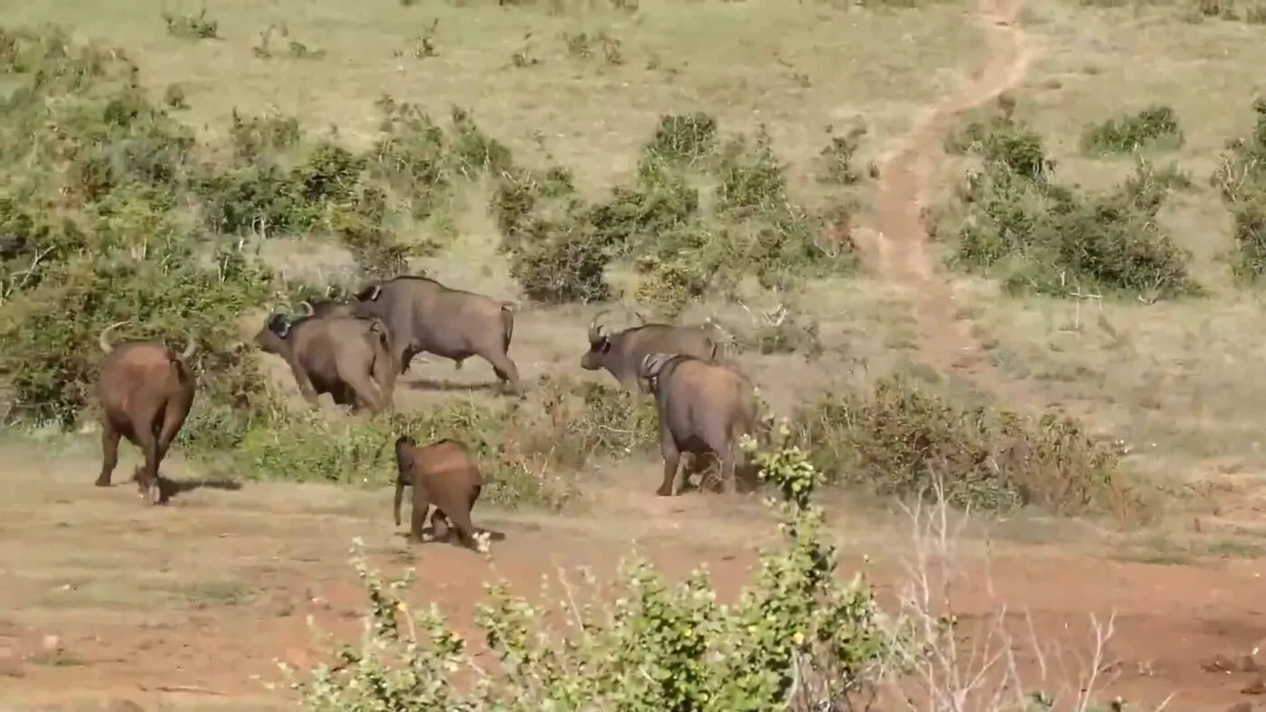 Nằm Mơ Thấy Trâu Đuổi Đánh Con Gì Thắng Lớn?