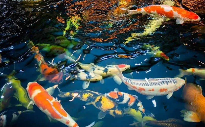 Mơ Thấy Con Cá Đánh Con Gì Thắng Lớn?