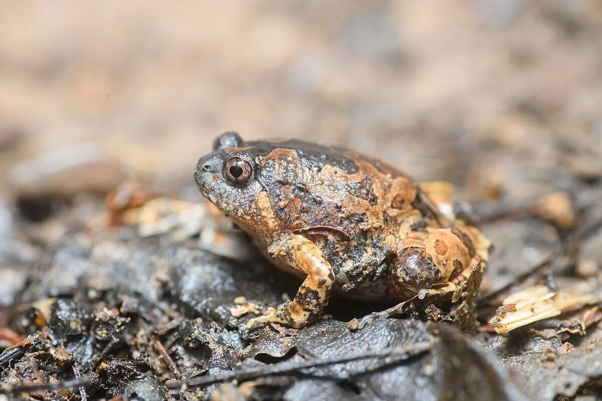 Ễnh ương vào nhà đánh con gì thắng lớn?