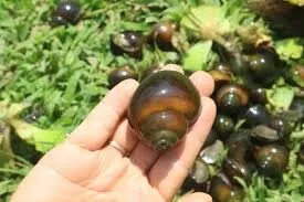 Nằm Mơ Thấy Ốc Bươu Đánh Con Gì Thắng Lớn?