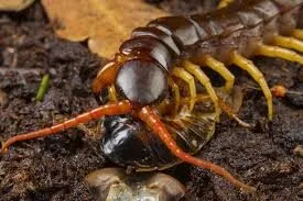 Nằm mơ thấy con rết đánh con gì thắng lớn?