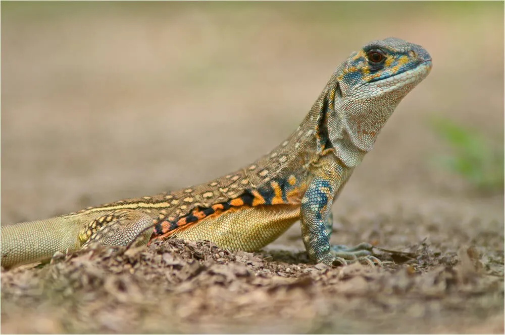 Kỳ nhông vào nhà tốt hay xấu đánh con gì thắng lớn?