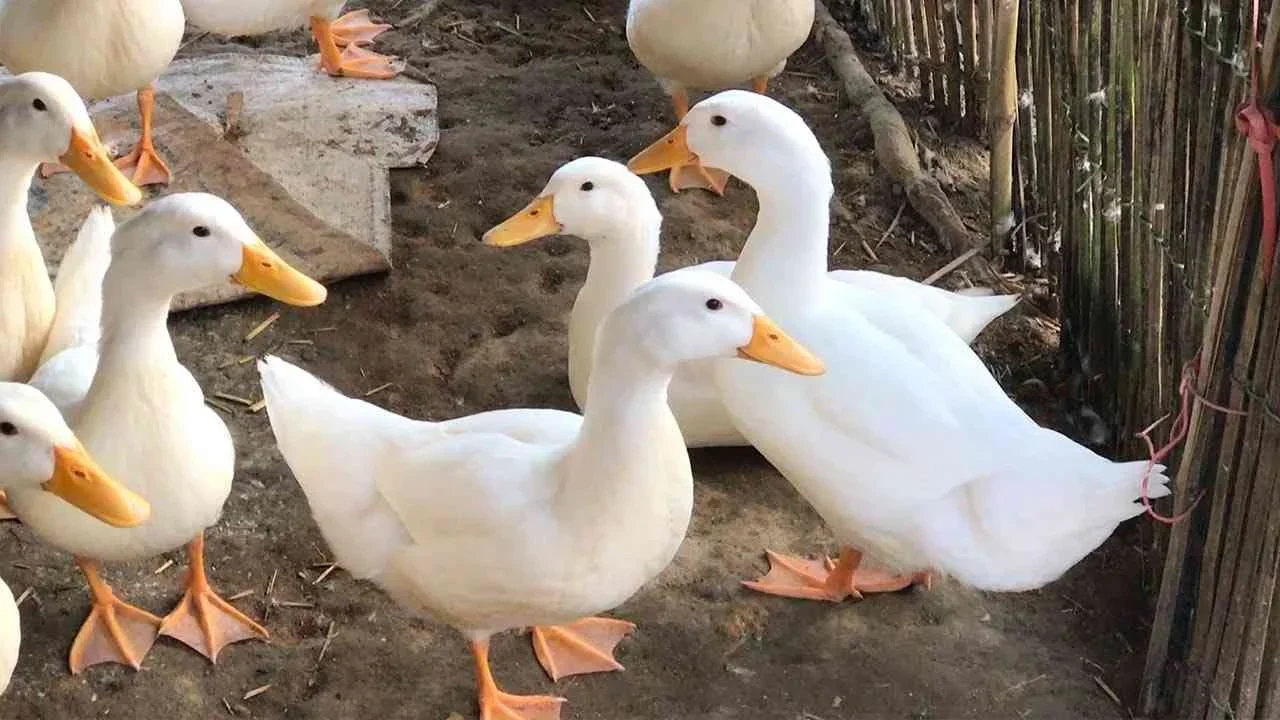 Nằm mơ thấy vịt chết đánh con gì thắng lớn?