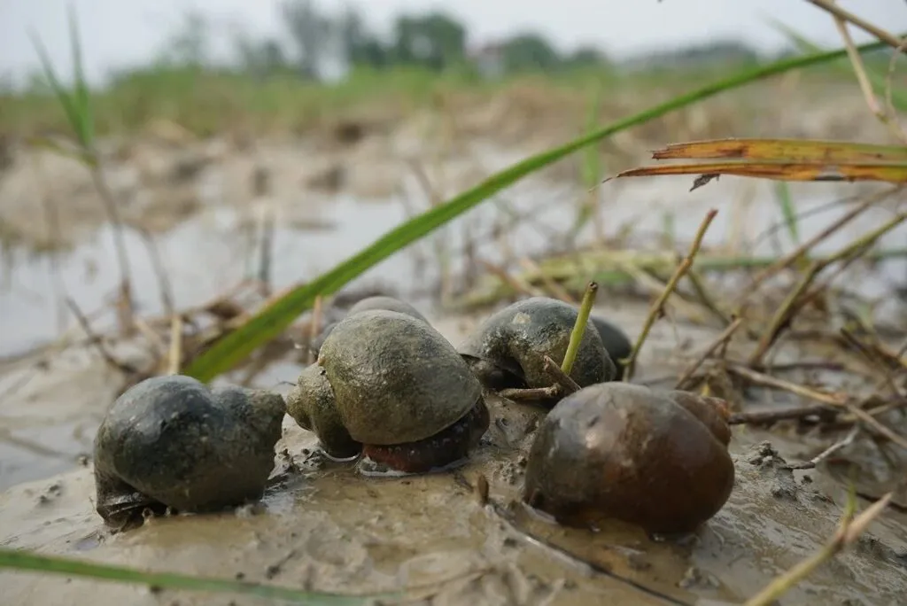 Nằm Mơ Thấy Ốc Bươu Đánh Con Gì Thắng Lớn?