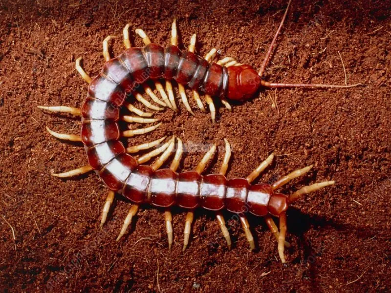 Con rít so mấy đánh con gì thắng lớn?