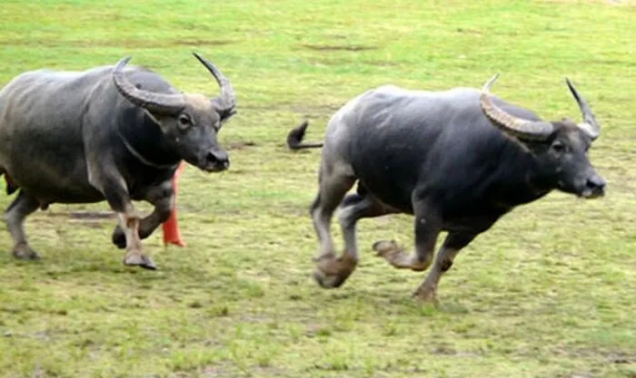 Nằm Mơ Thấy Trâu Đuổi Đánh Con Gì Thắng Lớn?