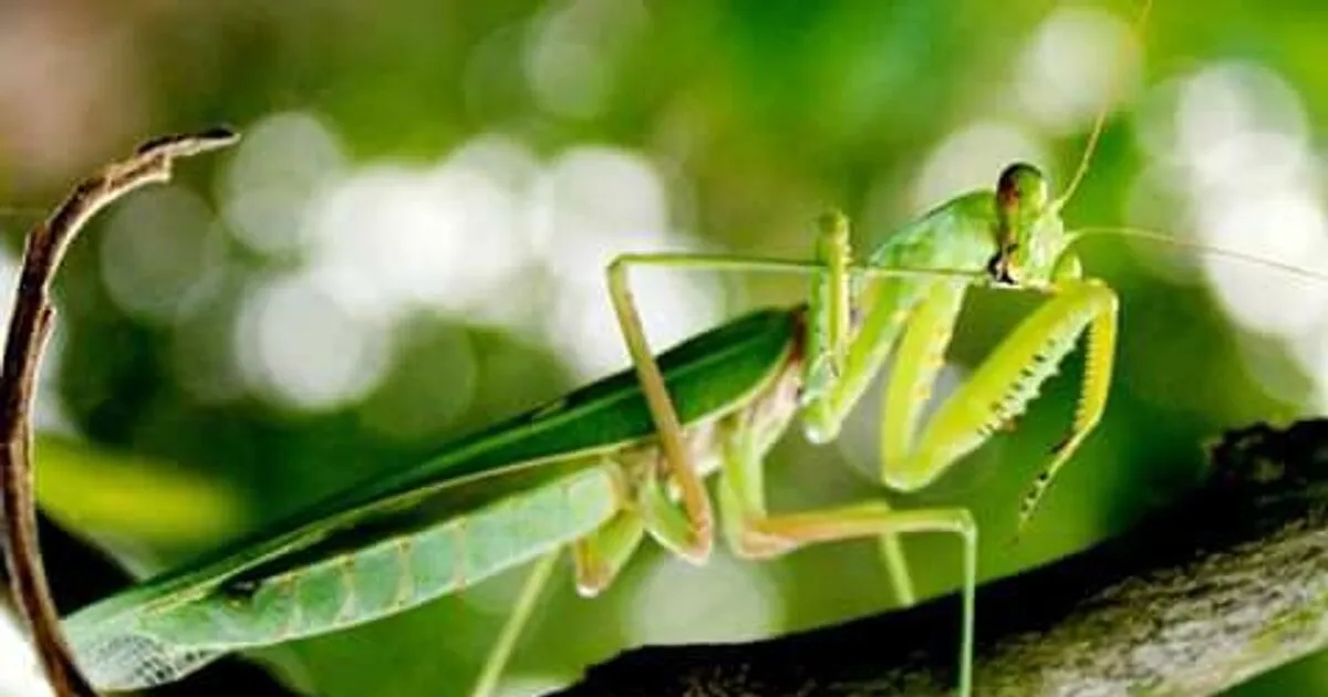 Con bọ ngựa màu xanh đánh số mấy, đánh con gì thắng lớn?