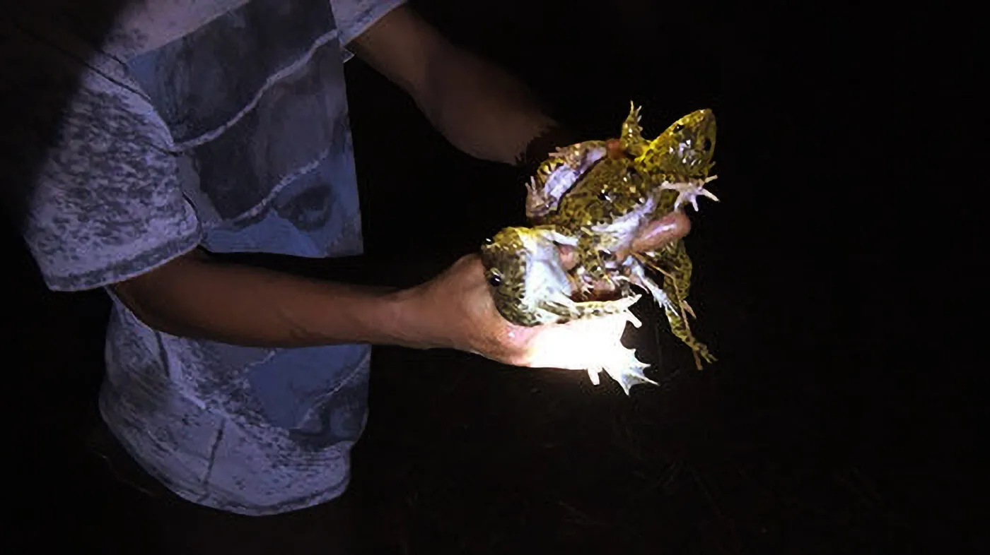 Mơ bắt được ếch đánh con gì thắng lớn?