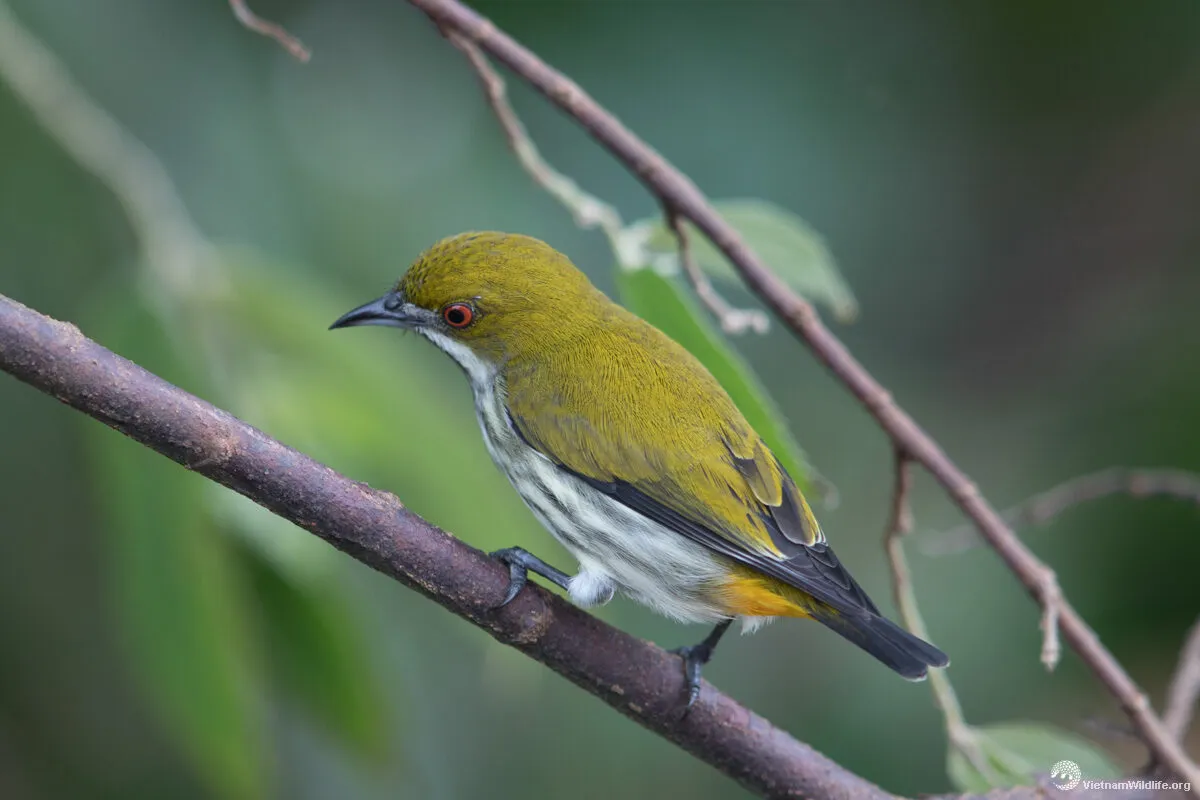 Chim Sâu Bay Vào Nhà Đánh Con Gì Thắng Lớn?