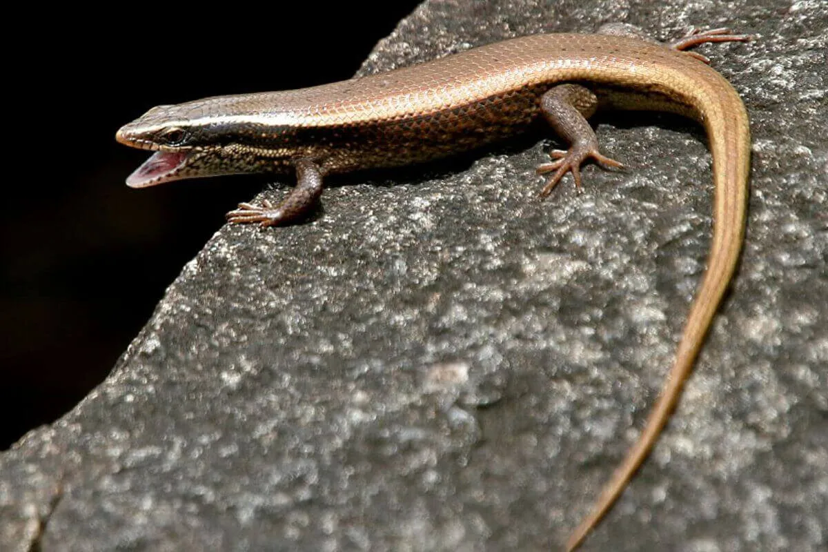 Thấy rắn mối đánh số mấy đánh con gì thắng lớn?