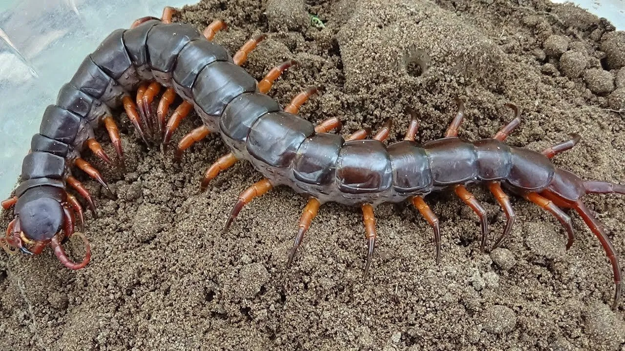 Số đề con rết nhỏ đánh con gì thắng lớn?